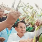 Optimasi Penggunaan Sorgum sebagai Pakan Ternak oleh Dinas Peternakan Kabupaten Sigi